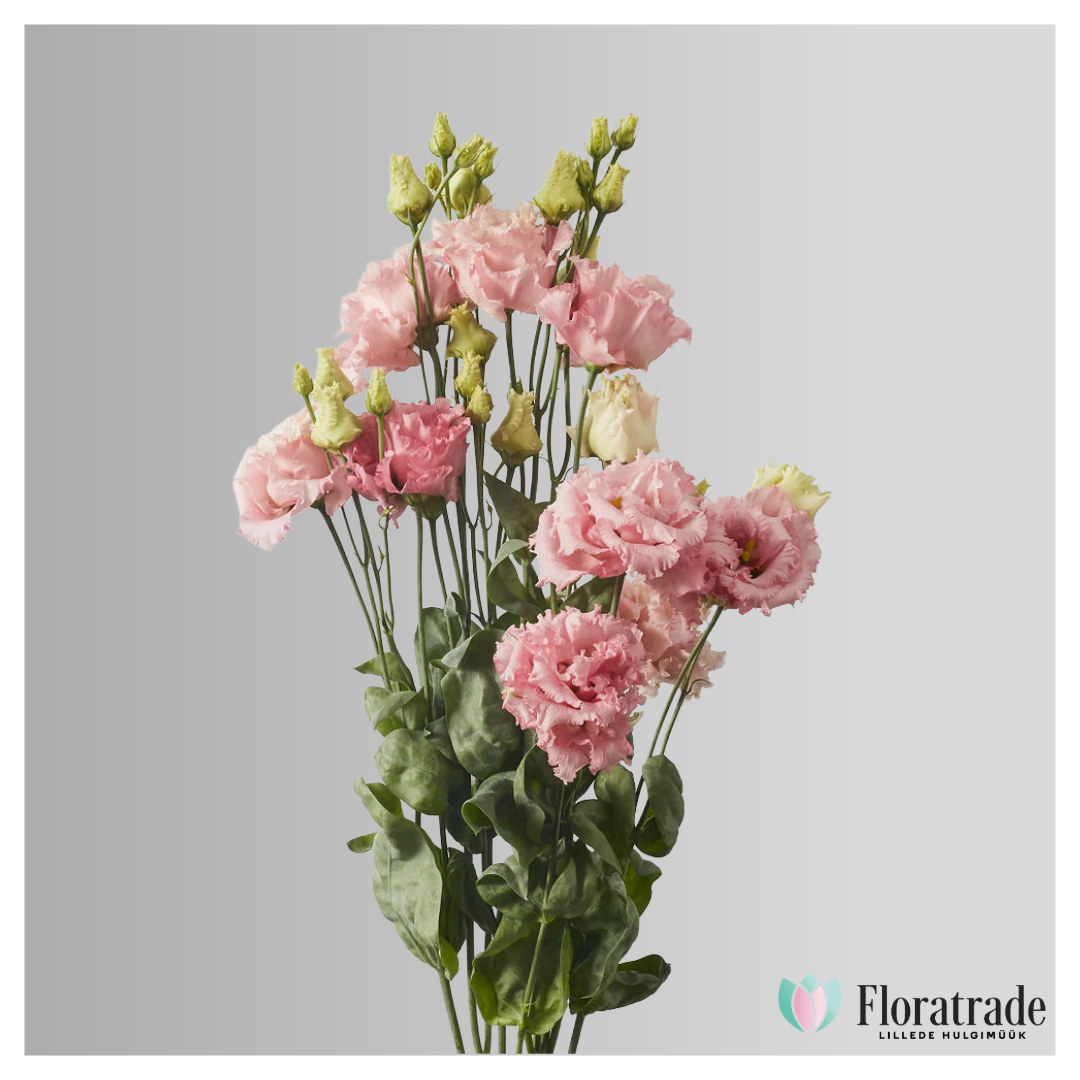 taust (1).png (708 KB)